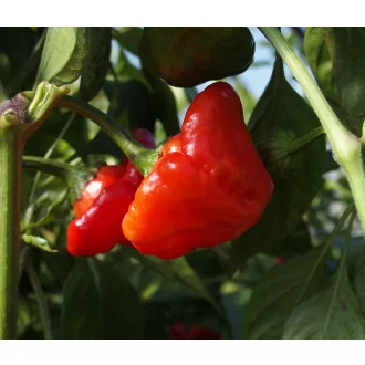Paprika Jamaican Rosso Chili ZFW - 50 Szem