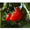 Paprika Jamaican Rosso Chili ZFW - 50 Szem