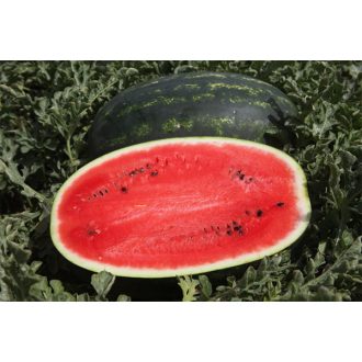 Görögdinnye Mirsini/Rubin F1 Syngenta - 1000 Szem