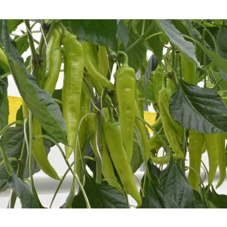 Paprika Dobó F1 Duna - 250 szem