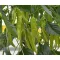 Paprika Dobó F1 Duna - 250 szem