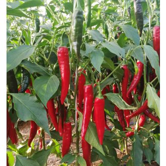 Paprika Zoé F1 Fűszer - 5000 szem