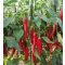 Paprika Zoé F1 Fűszer - 5000 szem