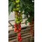 Paradicsom Epwell F1 (72-IM8730) RZ - 100 szem