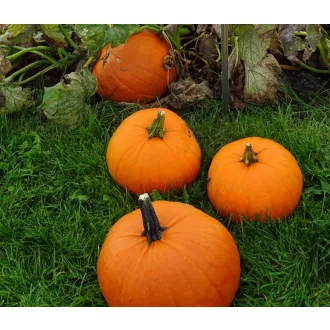   Sütőtök Gladiator F1 Hakkoween (Halloween Tök) Bobby - 250 szem