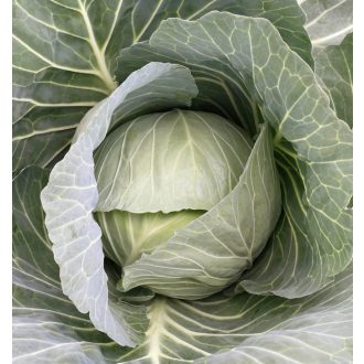   Fejeskáposzta Green Prime (TCA-548) F1 Precíziós Takii Seed - 2500 szem