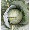Fejeskáposzta Green Prime (TCA-548) F1 Precíziós Takii Seed - 2500 szem