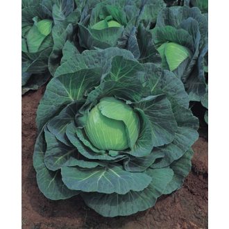 Fejeskáposzta Green Rich F1 Takii Seed - 2500 szem