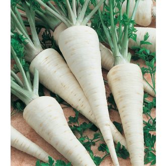 Petrezselyem Atika Semo - 50g