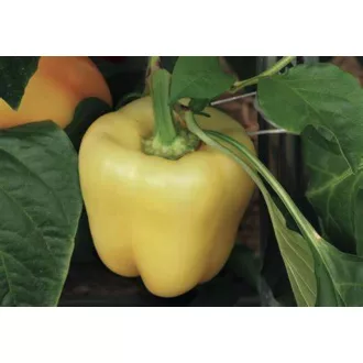 Paprika Salana F1 Bloky Sakata - 500 szem