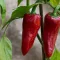 Paprika Gorria Chili Esasem - 500 szem