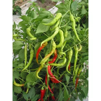 Paprika Lombardo Tago Esasem - 500 szem