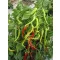 Paprika Lombardo Tago Esasem - 500 szem
