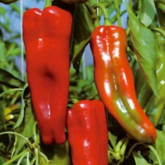 Paprika Capricorn F1 Esasem - 1000 szem