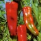 Paprika Capricorn F1 Esasem - 1000 szem