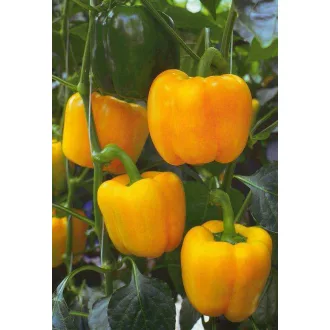 Paprika Espartano F1 Blocky Sakata - 1000 szem