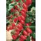 Paradicsom Collina f1 Esasem - 1000 szem
