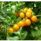 Paradicsom Star Gold F1 Esasem - 1000 szem