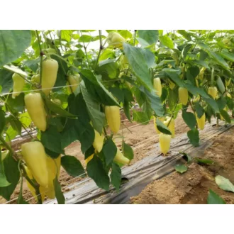 Paprika Bianque F1 Esasem - 250 szem