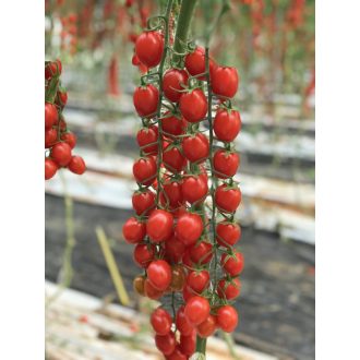 Paradicsom Bonta F1 Cora Seeds - 1000 szem