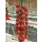 Paradicsom Bonta F1 Cora Seeds - 1000 szem