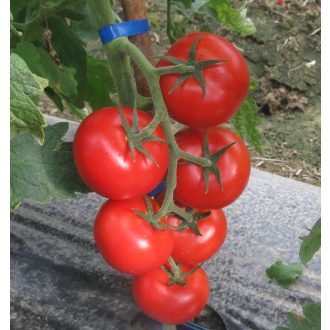 Paradicsom Tyton F1 (CRX 78763) Cora Seeds - 1000 szem