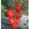 Paradicsom Tyton F1 (CRX 78763) Cora Seeds - 1000 szem