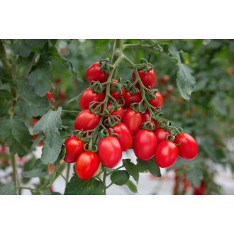 Paradicsom Corabell F1 (IR ToBRFV) Cora Seeds - 1000 szem