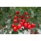 Paradicsom Corabell F1 (IR ToBRFV) Cora Seeds - 1000 szem