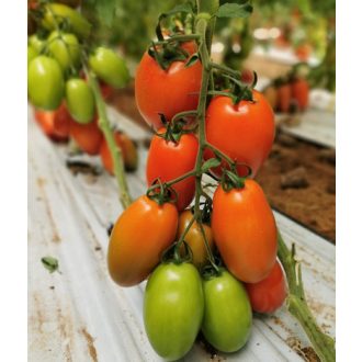 Paradicsom Didone F1 (CRX 79166) Cora Seeds - 1000 szem
