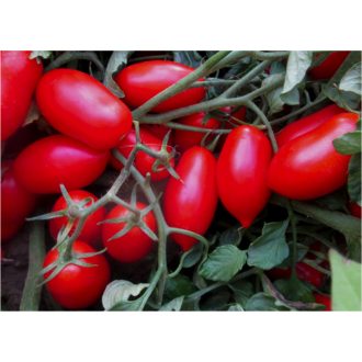 Paradicsom Cavaliere Rosso F1 Cora Seeds - 5000 szem