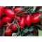 Paradicsom Cavaliere Rosso F1 Cora Seeds - 5000 szem
