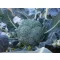 Brokkoli Samoa F1 Cora Seeds - 2500 szem