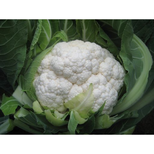 Karfiol Fiero F1 Cora Seeds - 2500 szem