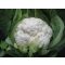 Karfiol Fiero F1 Cora Seeds - 2500 szem