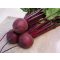 Cékla Privilege F1 (CRX 409) Cora Seeds - 50.000 szem