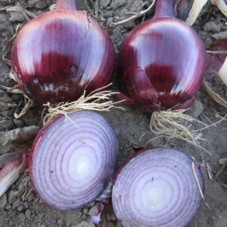   Vöröshagyma Lisa F1 Lila Precíziós Mag Cora Seeds - 250.000 szem