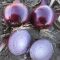 Vöröshagyma Lisa F1 Lila Precíziós Mag Cora Seeds - 250.000 szem
