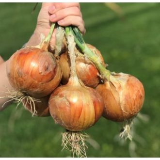   Vöröshagyma Kaptiva F1 (CRX 2554) Cora Seeds - 100.000 szem