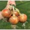 Vöröshagyma Kaptiva F1 (CRX 2554) Cora Seeds - 100.000 szem