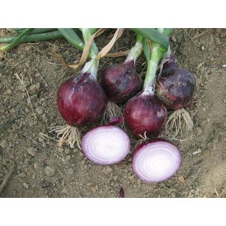 Vöröshagyma Divinastar F1 Lila Cora Seeds - 100.000 szem