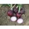 Vöröshagyma Divinastar F1 Lila Cora Seeds - 100.000 szem