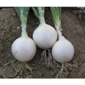 Vöröshagyma Hidras F1 Fehér Cora Seeds - 100.000 szem