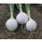 Vöröshagyma Hidras F1 Fehér Cora Seeds - 100.000 szem