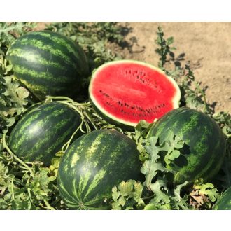 Görögdinnye Fiesta F1 (CRX 10491) Cora Seeds - 1000 szem