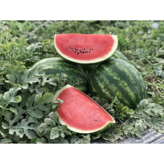 Görögdinnye Macarena F1 (CRX 10507) Cora Seeds - 1000 szem