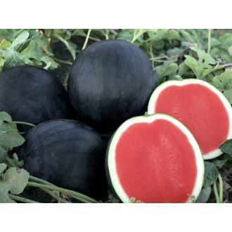 Görögdinnye Samba F1 (CRX 10504) Cora Seeds - 1000 szem