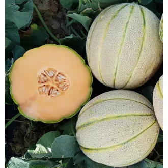 Sárgadinnye Zingaro F1 (CRX 80799) Cora Seeds - 1000 szem