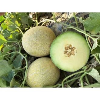 Sárgadinnye Pyrros F1 Cora Seeds - 1000 szem