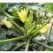 Cukkini Picasso F1 (CRX 90201) Cora Seeds - 250 szem